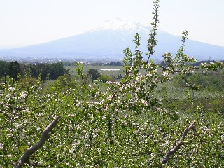 青森市　春のりんご園